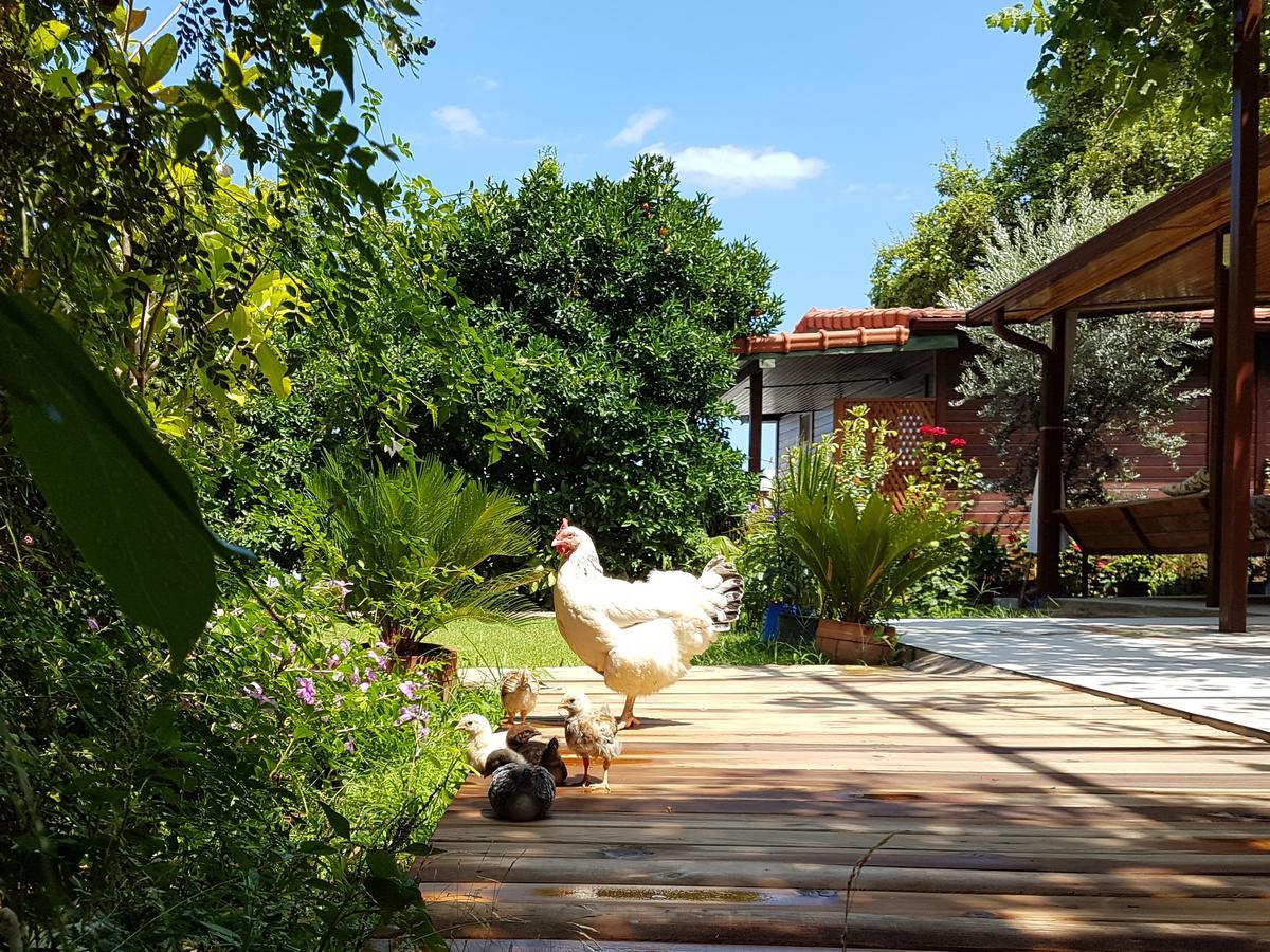 Aygun Pension Tekirova Ngoại thất bức ảnh